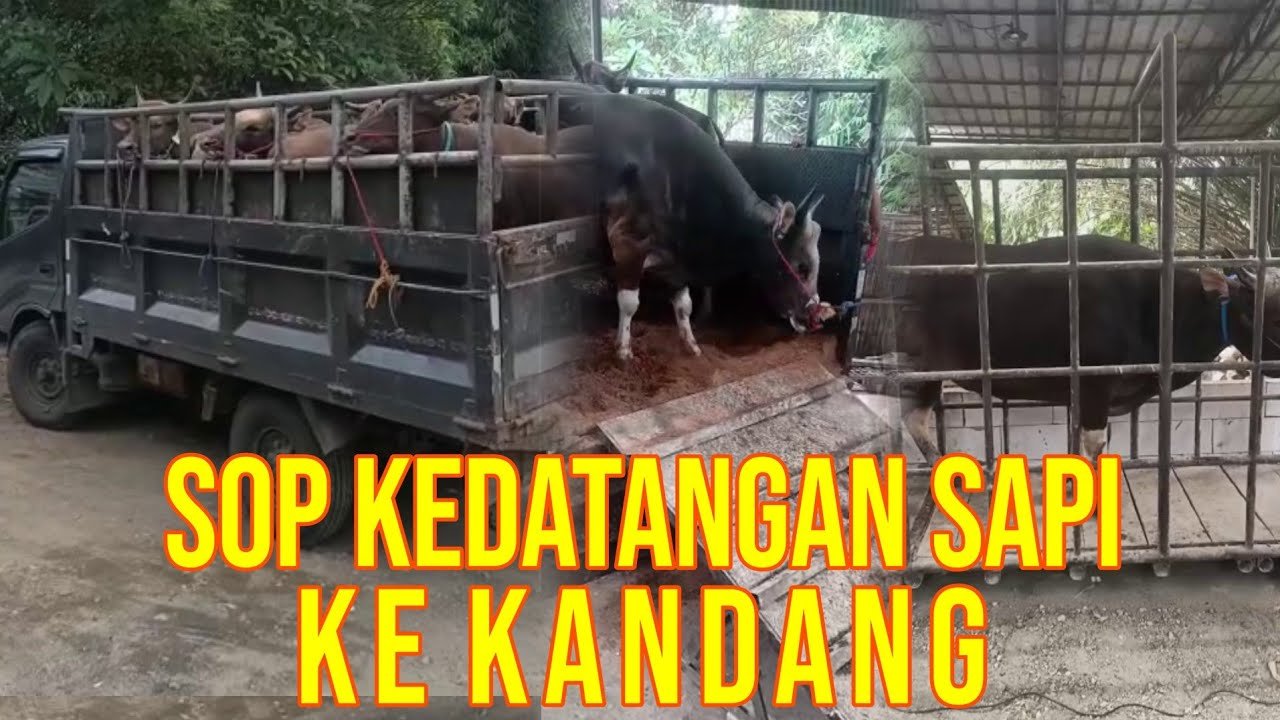 
                                 Penanganan-Pertama-Kedatangan-Sapi-Di-Kandang